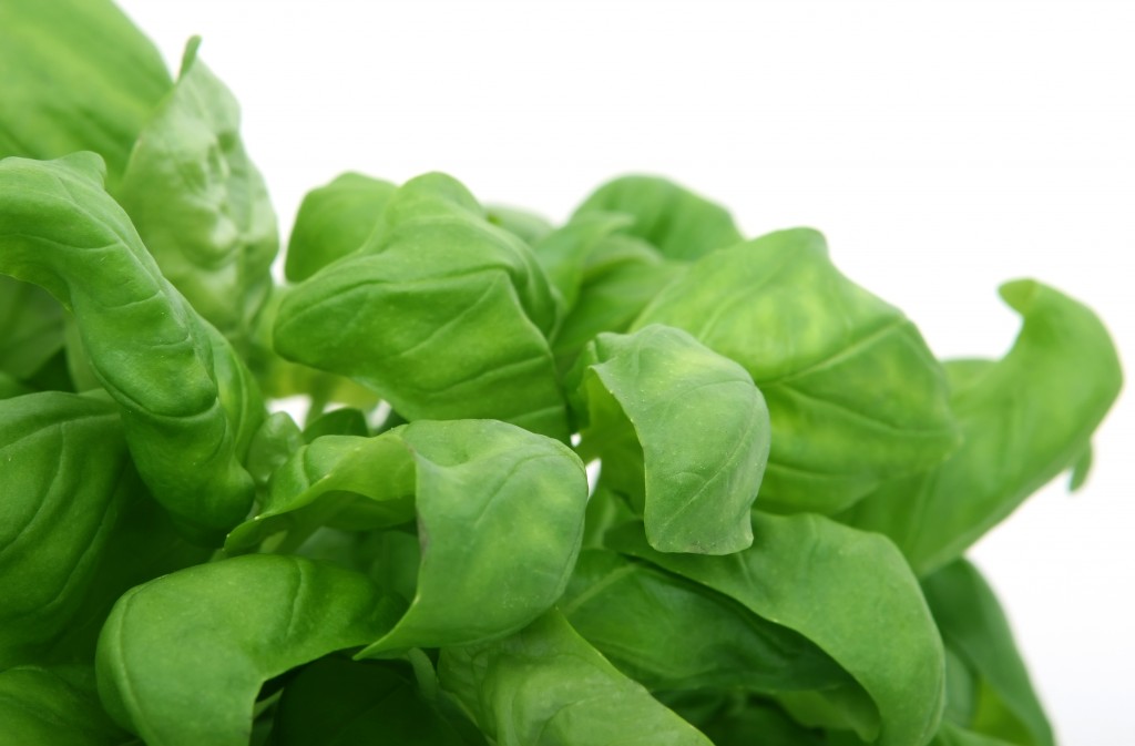 Fresh green herbs, isolated over white