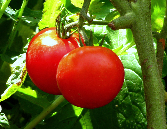 Aquaponics tomatoes. Ajinth Kumar (Flickr)