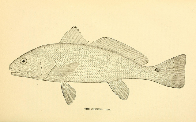 Aquaponics fish. Image Credit: Biodiversity Heritage Library (Flickr)