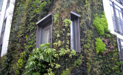 Hydroponic living wall in London. Image credit: Rev Stan (Flickr)