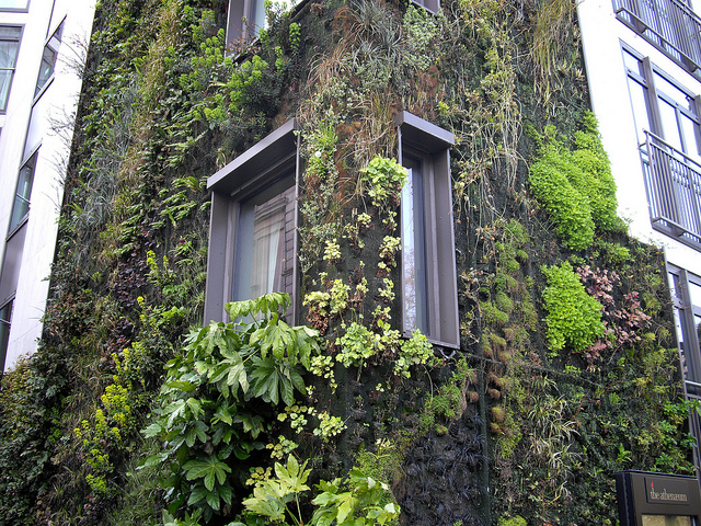 Hydroponic living wall in London. Image credit: Rev Stan (Flickr)