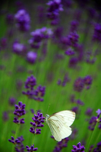 Lavender. Credit: Patrick Colgan (Flickr)
