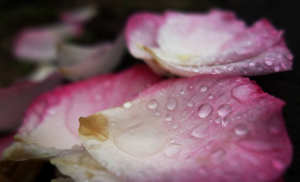Rose petals. Credit: Shig . . (Flickr)