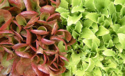 Aquaponic lettuce! Image credit: asdfawev (Flickr)